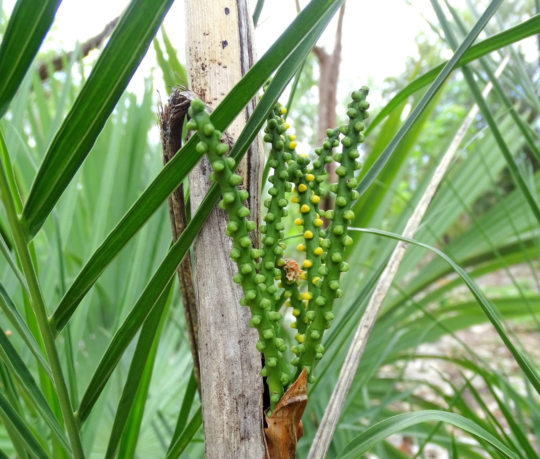 Chamaedorea seifrizii